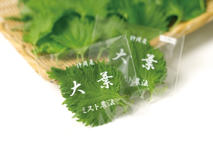 GREEN PERILLA (SHISO)