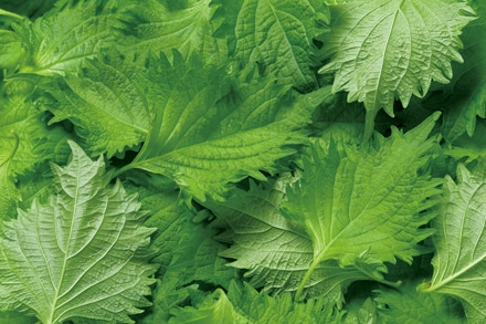 PERILLA（SHISO）