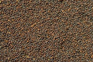 MUSTARD SEED