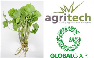 インドネシアのわさび農園と工場が、「グローバルG.A.P.認証」を取得しました！